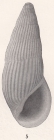 Rissoina peninsularis Bartsch, 1915