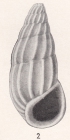 Rissoina pleistocena Bartsch, 1915 EP