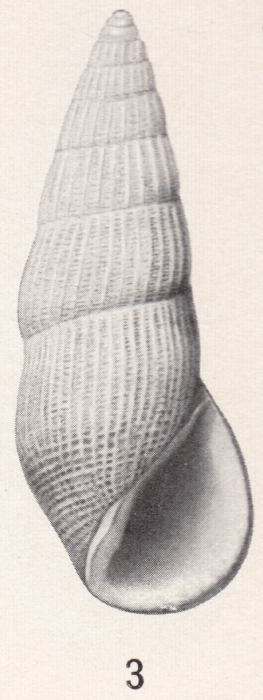 Rissoina townsendi Bartsch, 1915