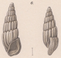 Mollusca (molluscs)