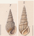 Rissoina nevilliana Weinkauff, 1881