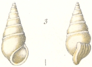 Rissoina subulina Weinkauff, 1881