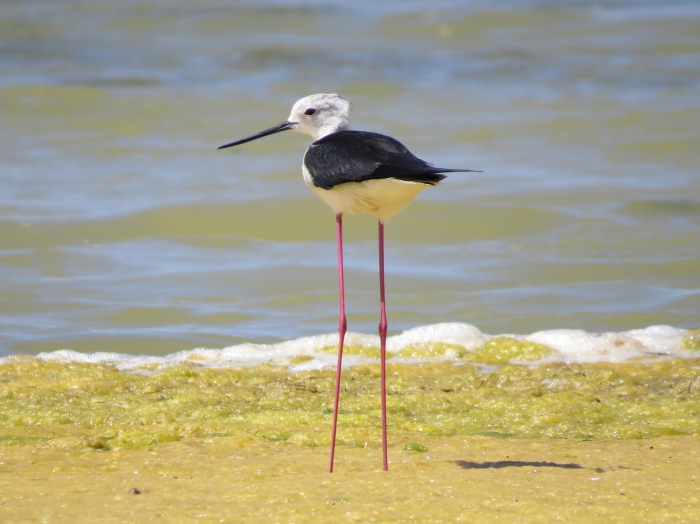 Himantopus himantopus Himantopus himantopus