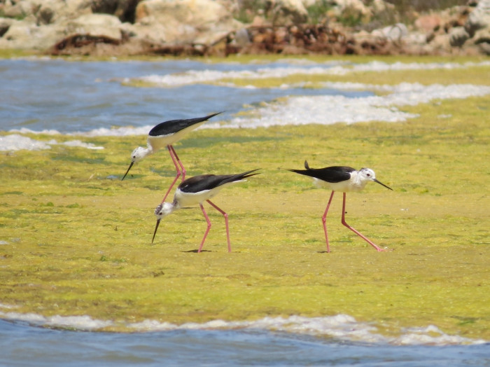 Himantopus himantopus