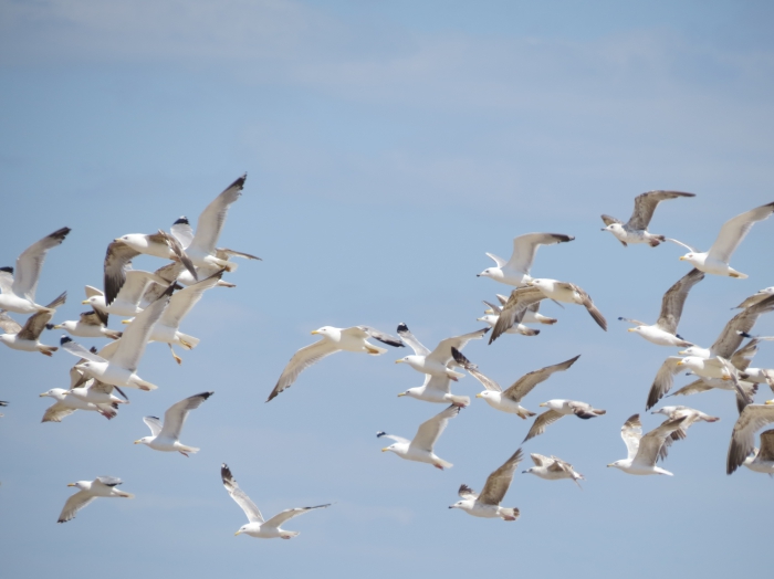 Larus cachinnans Larus cachinnans