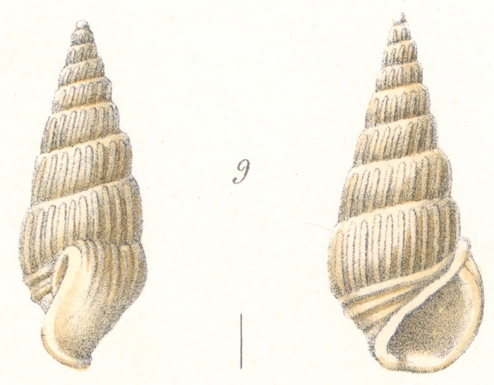 Rissoina subdebilis Weinkauff, 1881