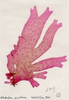 Nitophyllum punctatum (Stackhouse) Greville