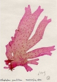 Rhodophyta (red algae)