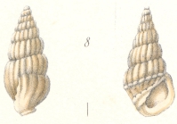Rissoina subfuniculata Weinkauff, 1881