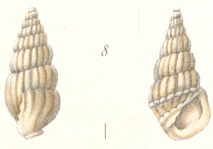 Rissoina subfuniculata Weinkauff, 1881