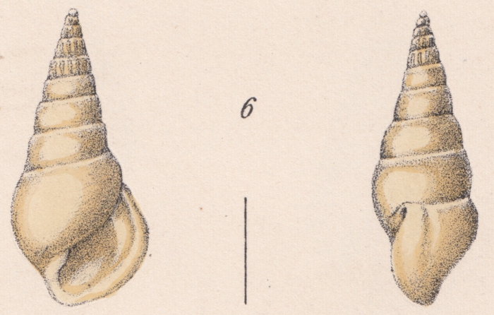 Rissoina peaseana Weinkauff, 1881 Rissoina peaseana Weinkauff, 1881