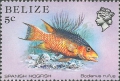 Bodianus rufus