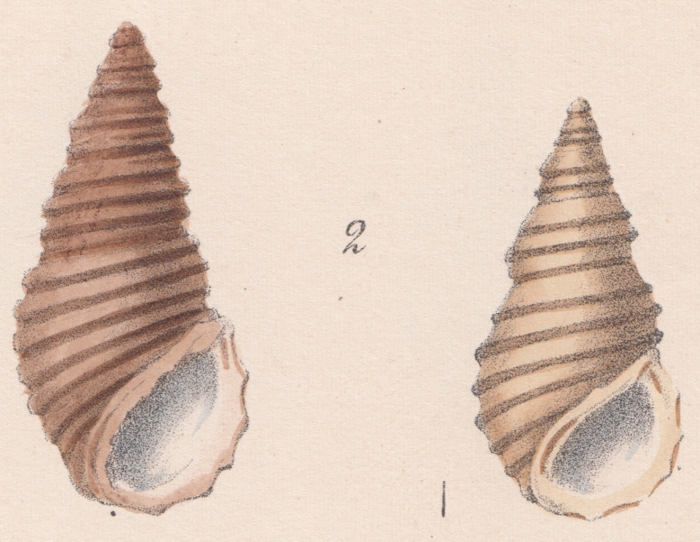 Rissoina (Iravadia) trochlearis var. minor G. Nevill, 1885