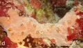 Porifera (sponges)