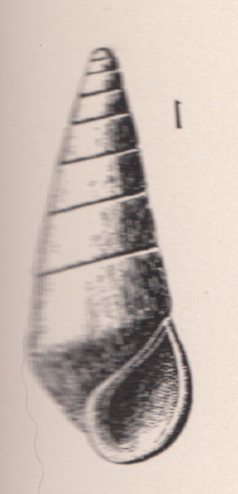 Rissoina johnsoni Dall, 1892