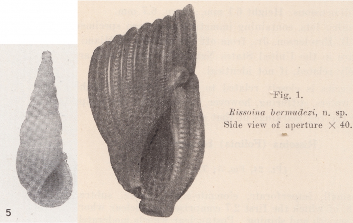 Rissoina bermudezi Aguayo & Rehder, 1936 Rissoina bermudezi Aguayo & Rehder, 1936