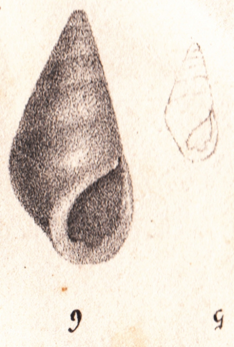 Rissoina tridentata Michaud, 1830