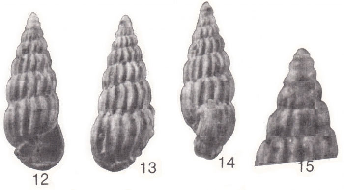 Rissoina (Rissolina) maduparensis Beets, 1986