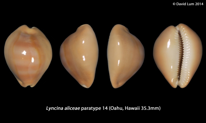 Lyncina aliceae (paratype14_35.3mm)