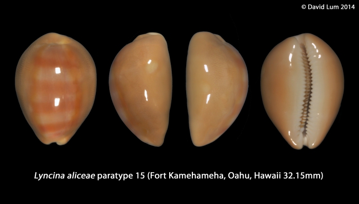 Lyncina aliceae (paratype15_32.15mm)