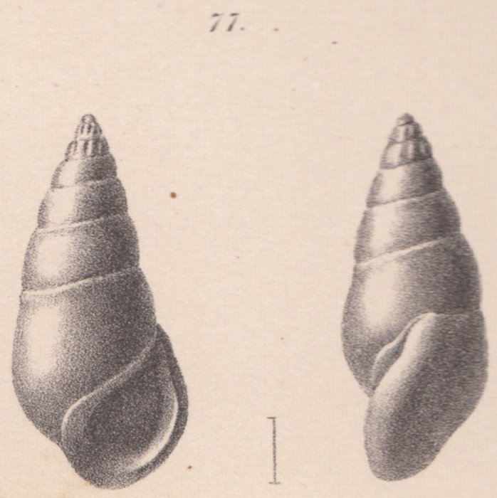 Rissoina coronata Schwartz von Mohrenstern, 1860