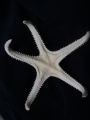 Echinodermata (echinoderms)