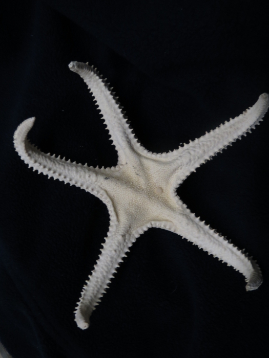Holotype, MNHN EcAs 11727 Holotype, MNHN EcAs 11727