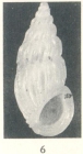 Rissoina (Schwartziella) fischeri Desjardin, 1949