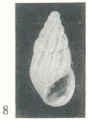 Mollusca (molluscs)