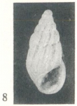 Rissoina (Schwartziella) bouryi Desjardin, 1949