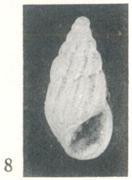 Rissoina (Schwartziella) bouryi Desjardin, 1949 Rissoina (Schwartziella) bouryi Desjardin, 1949