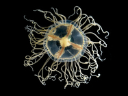 Clinging jellyfish (Gonionemus vertens)