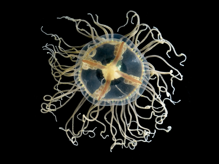 Clinging jellyfish (Gonionemus vertens) Clinging jellyfish (Gonionemus vertens)