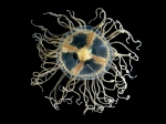 Hydrozoa (hydroids)