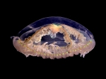 Clinging jellyfish (Gonionemus vertens)