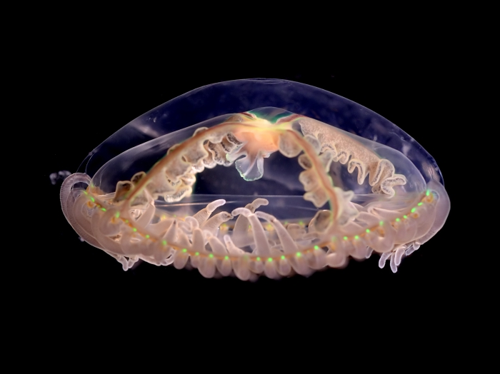 Clinging jellyfish (Gonionemus vertens) Clinging jellyfish (Gonionemus vertens)