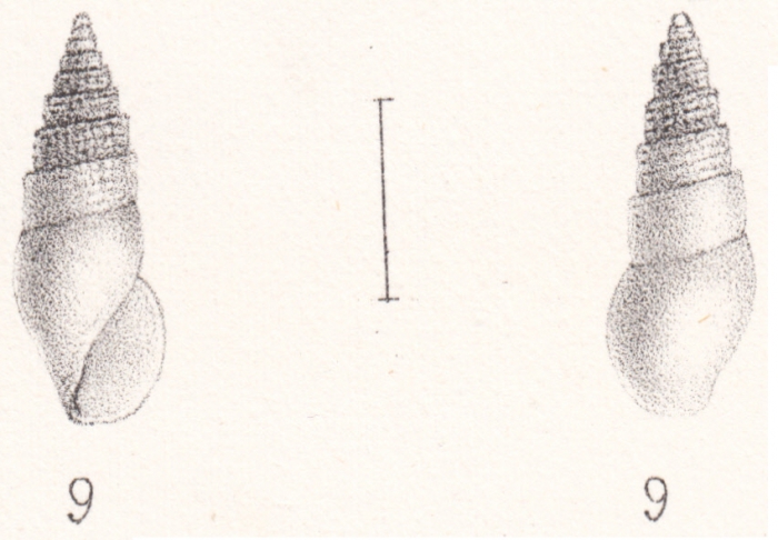 Rissoina lamberti Souverbie & Montrouzier, 1870