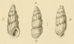 Rissoina angulata Jickeli, 1882