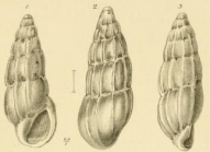 Rissoina assimilis Jickeli, 1882
