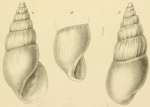 Caenogastropoda