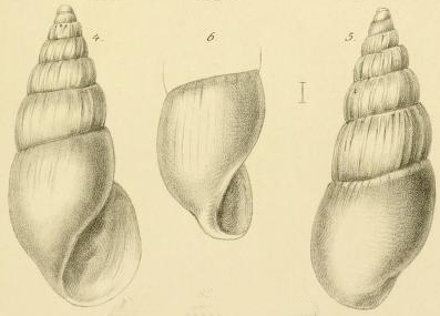 Rissoina dimidiata Jickeli, 1882