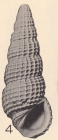 Rissoina (Phosinella) fargoi Olsson & Harbison, 1953