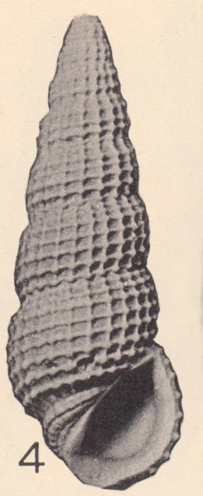 Rissoina (Phosinella) fargoi Olsson & Harbison, 1953 Rissoina (Phosinella) fargoi Olsson & Harbison, 1953