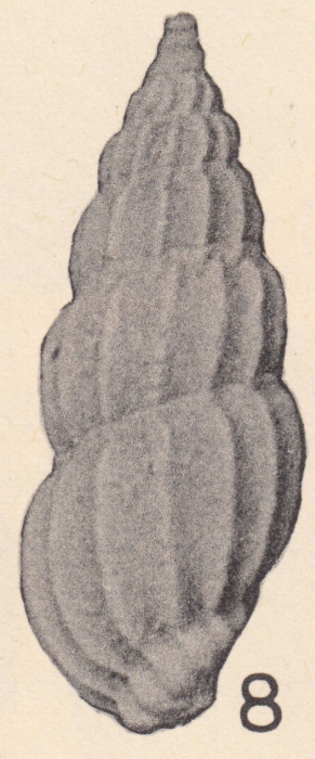 Rissoina (Schwartziella) floridana Olsson & Harbison, 1953