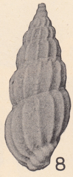 Rissoina (Schwartziella) floridana Olsson & Harbison, 1953 Rissoina (Schwartziella) floridana Olsson & Harbison, 1953