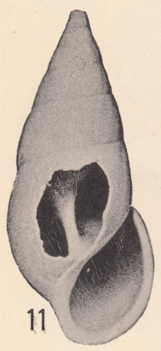 Rissoina (Zebina) bulimina Olsson & Harbison, 1953