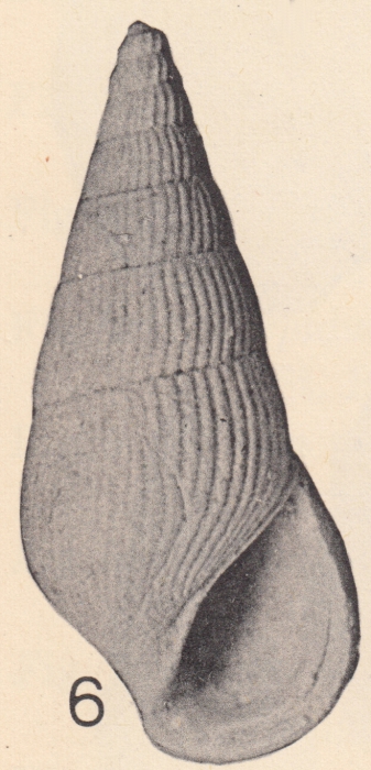 Rissoina (Zebinella) liriope Olsson & Harbison, 1953 Rissoina (Zebinella) liriope Olsson & Harbison, 1953