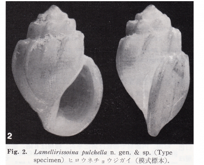 Lamellirissoina pulchella Kuroda & Habe, 1991