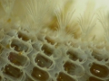 Bryozoa (moss animals)