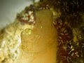 Tunicata (sea squirts)